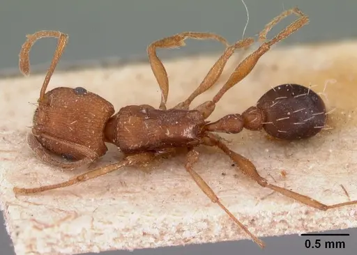 Tetramorium sericeiventre specimen CASENT0102129 image casent0102129_1