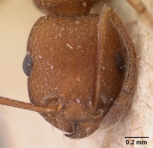 Tetramorium sericeiventre specimen CASENT0102129 image casent0102129_2