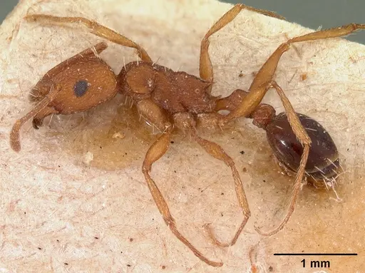 Tetramorium sericeiventre specimen CASENT0102129 image casent0102129_3
