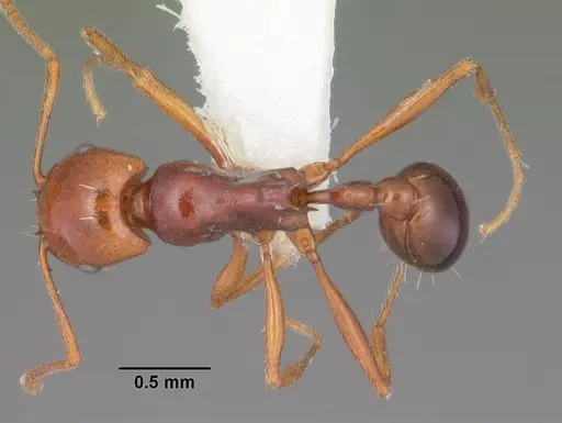 Tetramorium sericeiventre specimen CASENT0102385 image casent0102385_1