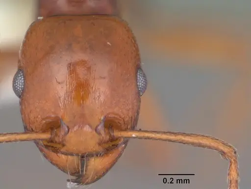 Tetramorium sericeiventre specimen CASENT0102385 image casent0102385_2
