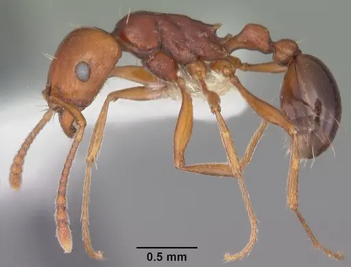 Tetramorium sericeiventre specimen CASENT0102385 image casent0102385_3