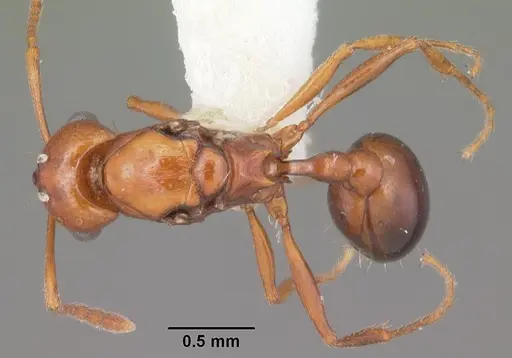 Tetramorium sericeiventre specimen CASENT0102386 image casent0102386_1