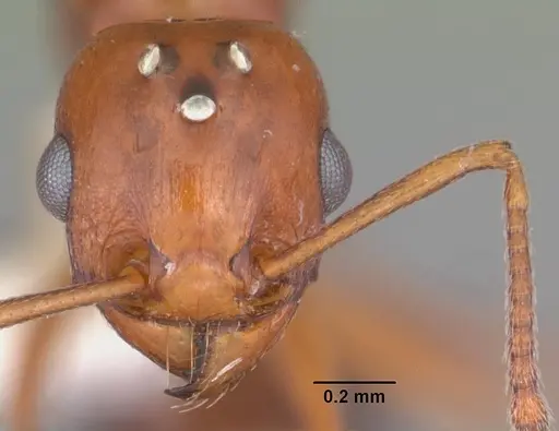 Tetramorium sericeiventre specimen CASENT0102386 image casent0102386_2