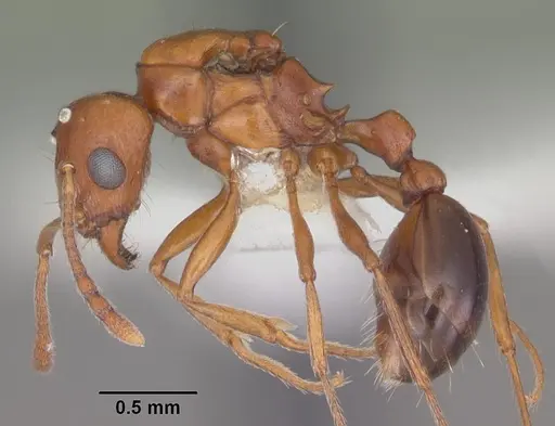 Tetramorium sericeiventre specimen CASENT0102386 image casent0102386_3