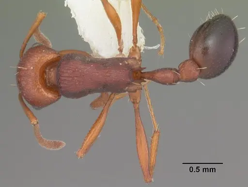 Tetramorium sericeiventre specimen CASENT0102387 image casent0102387_1