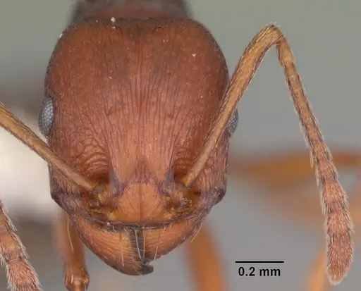Tetramorium sericeiventre specimen CASENT0102387 image casent0102387_2