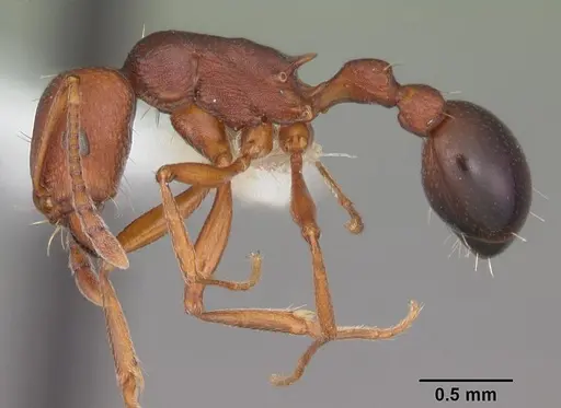 Tetramorium sericeiventre specimen CASENT0102387 image casent0102387_3