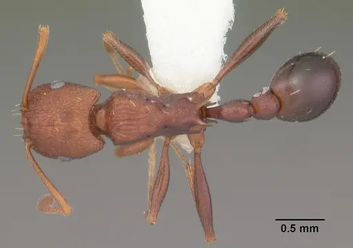 Tetramorium sericeiventre specimen CASENT0102388 image casent0102388_1