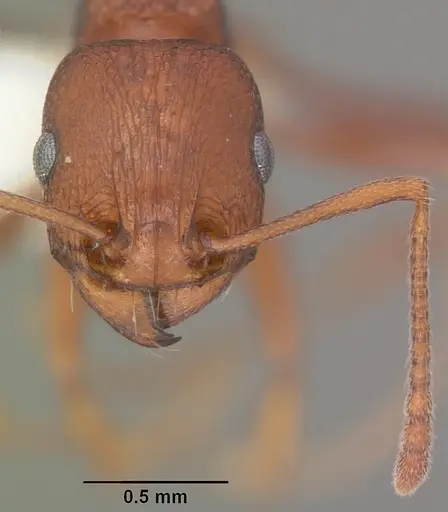 Tetramorium sericeiventre specimen CASENT0102388 image casent0102388_2