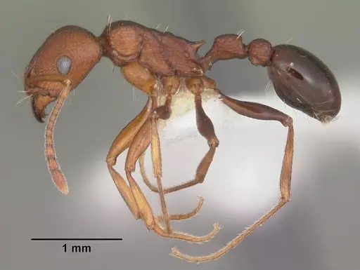 Tetramorium sericeiventre specimen CASENT0102388 image casent0102388_3
