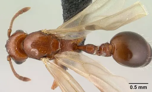 Tetramorium sericeiventre specimen CASENT0143961 image casent0143961_1