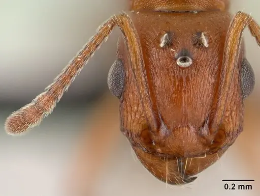 Tetramorium sericeiventre specimen CASENT0143961 image casent0143961_2