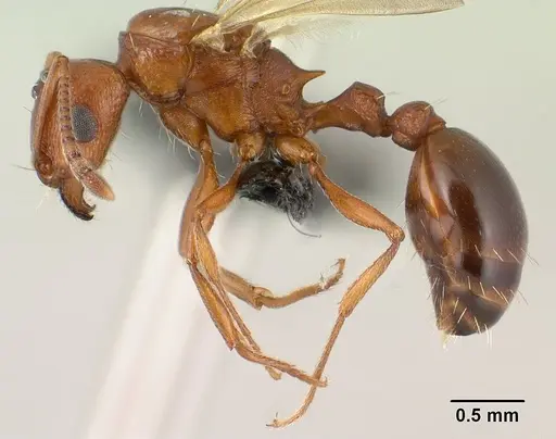 Tetramorium sericeiventre specimen CASENT0143961 image casent0143961_3