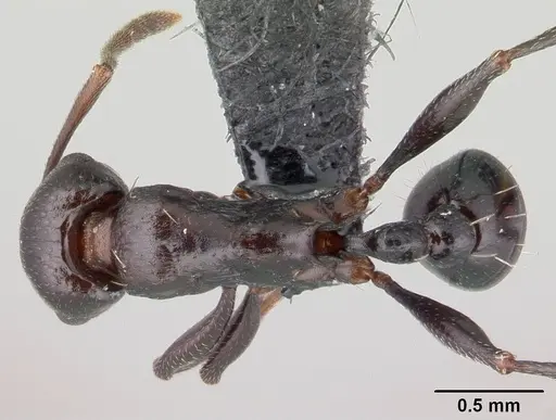 Tetramorium sericeiventre specimen CASENT0147456 image casent0147456_1