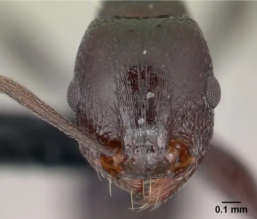 Tetramorium sericeiventre specimen CASENT0147456 image casent0147456_2