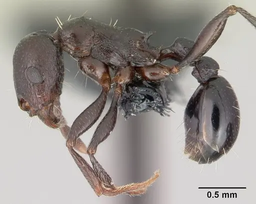 Tetramorium sericeiventre specimen CASENT0147456 image casent0147456_3