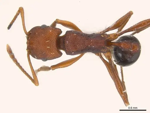 Tetramorium sericeiventre specimen CASENT0217080 image casent0217080_1