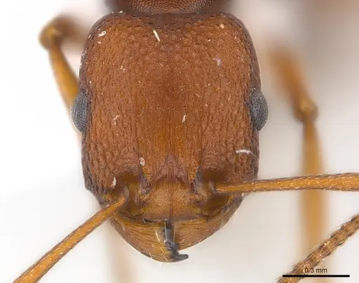 Tetramorium sericeiventre specimen CASENT0217080 image casent0217080_2