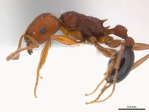 Tetramorium sericeiventre specimen CASENT0217080 image casent0217080_3