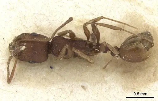 Tetramorium sericeiventre specimen CASENT0235196 image casent0235196_1