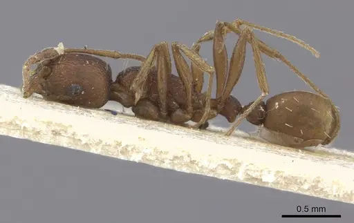 Tetramorium sericeiventre specimen CASENT0235196 image casent0235196_3