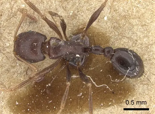 Tetramorium sericeiventre specimen CASENT0235197 image casent0235197_1