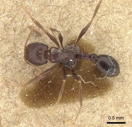 Tetramorium sericeiventre specimen CASENT0235197 image casent0235197_2