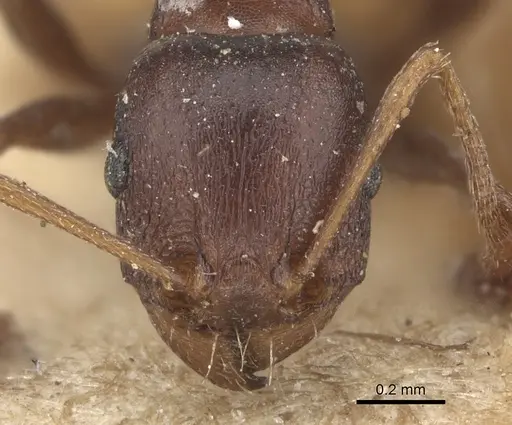 Tetramorium sericeiventre specimen CASENT0235197 image casent0235197_3