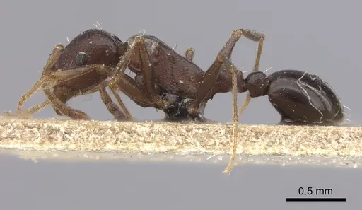 Tetramorium sericeiventre specimen CASENT0235197 image casent0235197_4