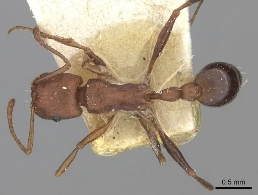 Tetramorium sericeiventre specimen CASENT0235198 image casent0235198_1