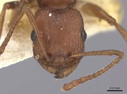 Tetramorium sericeiventre specimen CASENT0235198 image casent0235198_2