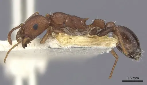 Tetramorium sericeiventre specimen CASENT0235198 image casent0235198_3