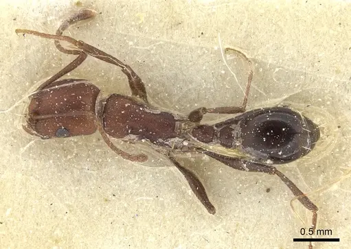 Tetramorium sericeiventre specimen CASENT0235204 image casent0235204_1