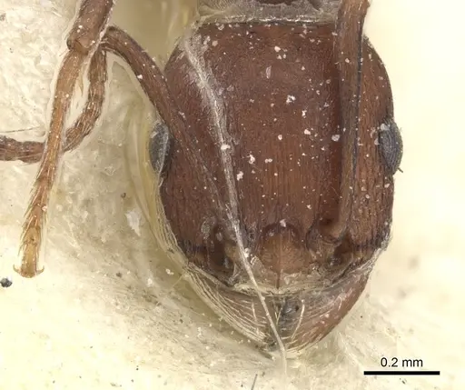 Tetramorium sericeiventre specimen CASENT0235204 image casent0235204_2