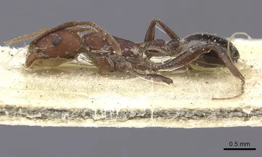 Tetramorium sericeiventre specimen CASENT0235204 image casent0235204_3