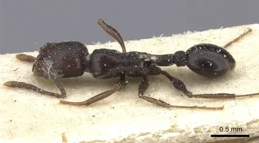 Tetramorium sericeiventre specimen CASENT0235205 image casent0235205_1
