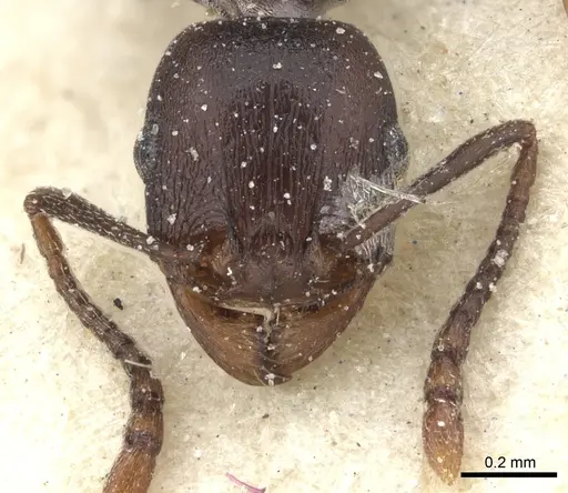 Tetramorium sericeiventre specimen CASENT0235205 image casent0235205_2