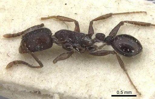 Tetramorium sericeiventre specimen CASENT0235205 image casent0235205_3