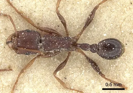 Tetramorium sericeiventre specimen CASENT0235206 image casent0235206_1