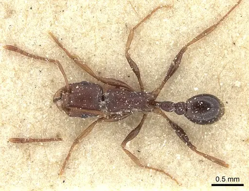 Tetramorium sericeiventre specimen CASENT0235206 image casent0235206_2