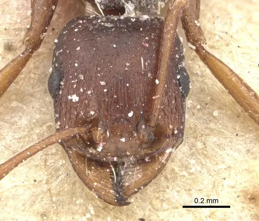Tetramorium sericeiventre specimen CASENT0235206 image casent0235206_3