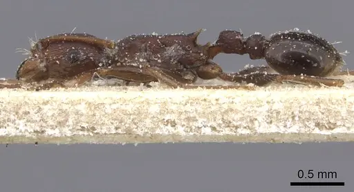 Tetramorium sericeiventre specimen CASENT0235206 image casent0235206_4