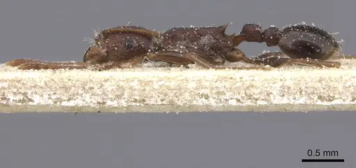 Tetramorium sericeiventre specimen CASENT0235206 image casent0235206_5