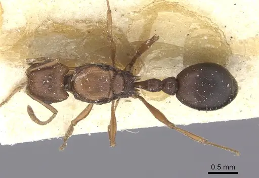 Tetramorium sericeiventre specimen CASENT0235207 image casent0235207_1