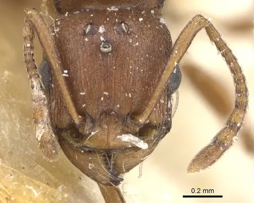 Tetramorium sericeiventre specimen CASENT0235207 image casent0235207_2