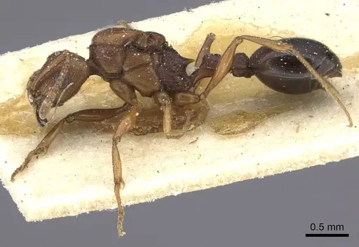 Tetramorium sericeiventre specimen CASENT0235207 image casent0235207_3