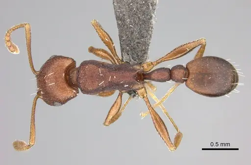 Tetramorium sericeiventre specimen CASENT0235773 image casent0235773_1