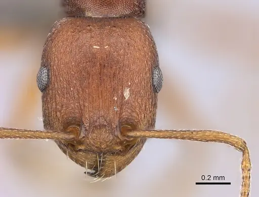 Tetramorium sericeiventre specimen CASENT0235773 image casent0235773_2