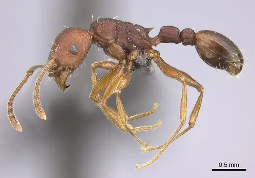 Tetramorium sericeiventre specimen CASENT0235773 image casent0235773_3